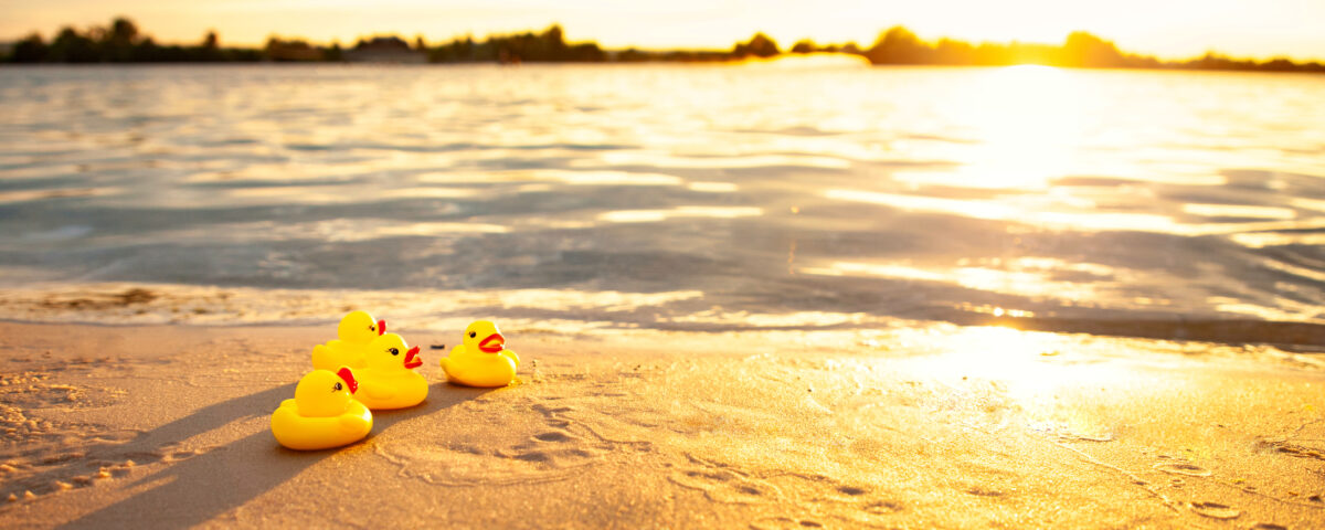 Yellow rubber ducks on seashore in evening.